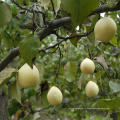 Nouvelle culture Bonne qualité Fresh Ya Pear